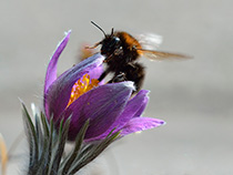 Küchenschelle mit Hummel