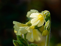 Echte Schlüsselblume (Primula veris)