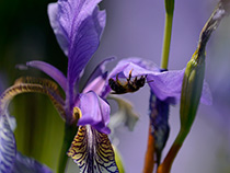 Sibirische Schwertlilie (Iris sibirica)