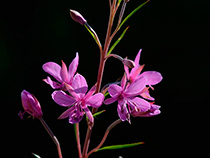 Rosmarin-Weidenröschen (Epilobium dodonaei)