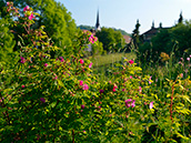 Alpen-Heckenrose(Rosa pendulina)