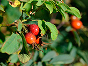 Apfel-Rose (Rosa villosa)