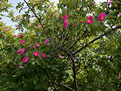 Apfel-Rose (Rosa villosa)