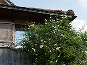 Feldrose vor dem Fenster