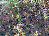 Die Bibernellrose hat schwarze Hagebutten