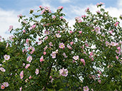 Hundsrose mit grossen Blüten