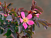 Bereifte Rose (Rosa glauca)