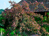 Bereifte Rose (Rosa glauca)