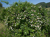 Hunds-Rose (Rosa canina)