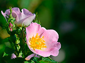 Raublättrige Rose (Rosa jundzillii)