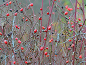 Raublättrige Rose (Rosa jundzillii) Hagebutten