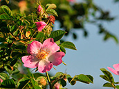 Wein-Rose (Rosa rubiginosa)