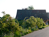 Wildrosenhecke