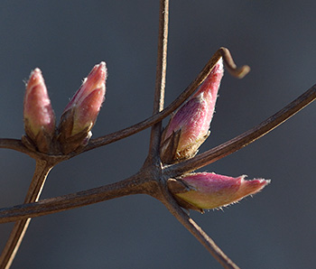 Knospen von Alpenwaldrebe