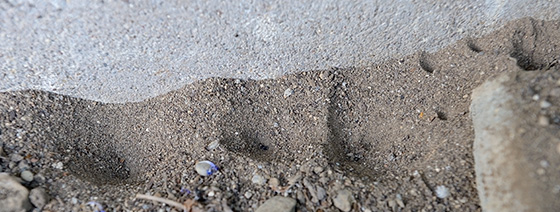 Fangtrichter der Ameisenlöwen im Sand
