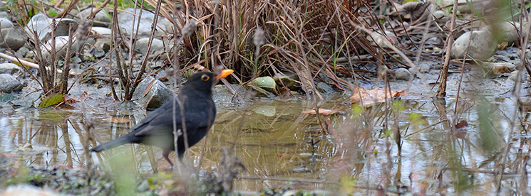 Amsel im Vogelbad