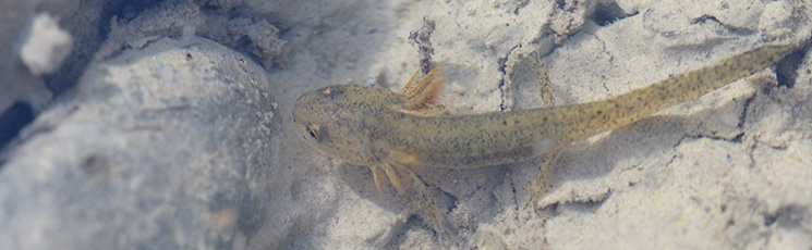 Bergmolchlarve im Miniweier