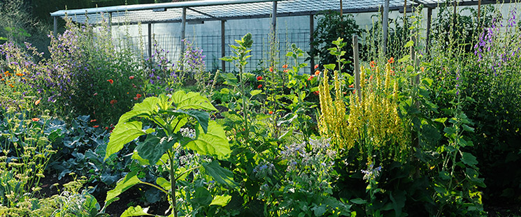 Blumen im Gemüsegarten