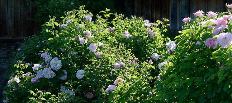 Hecke aus Historischen Rosen