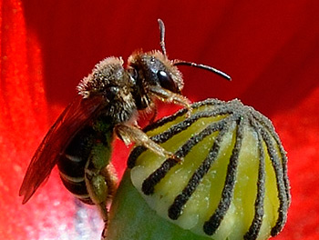 Furchenbiene an einer Mohnblüte