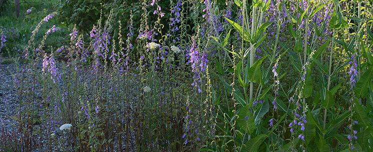 Acker-Glockenblumen und wilde Karden