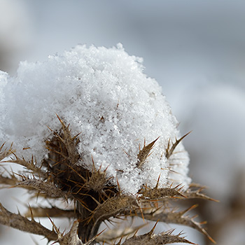 Golddistel im Schnee