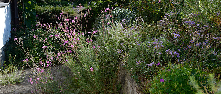 Kiesrabatte mit Wildblumen