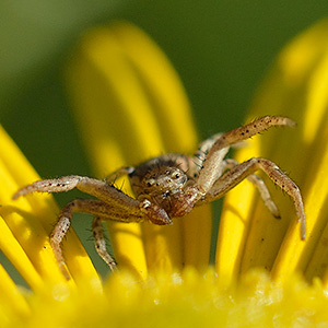 Krabbenspinne Krabbenspinne