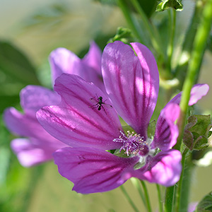 Wilde Malve Wilde Malve oder Große Käsepappel (Malva sylvestris)