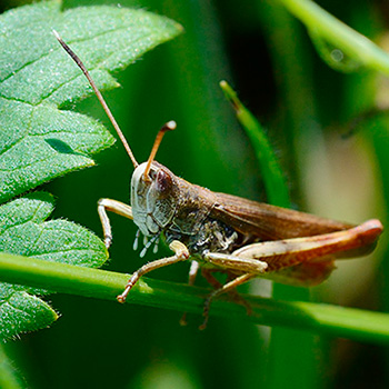 Rotleibiger Grashüpfer