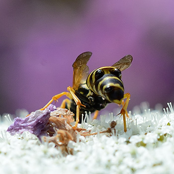 Feldwespe mit Parasiten (Xenos vesparum)