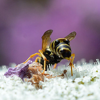 Feldwespe mit Parasiten (Xenos vesparum) 