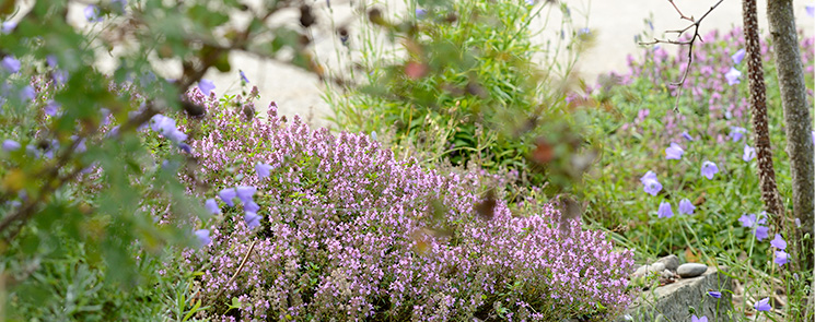 Thymian und Glockenblumen