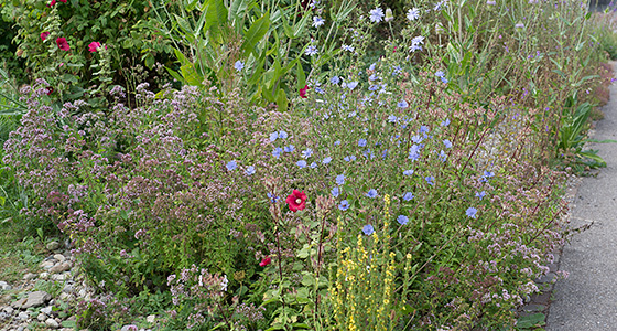 Wildblumen am Strassenrand