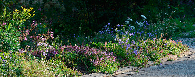 Thymian und Glockenblumen am Strassenrand