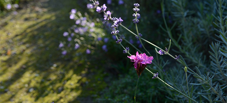 Karthäusernelke und Lavendel