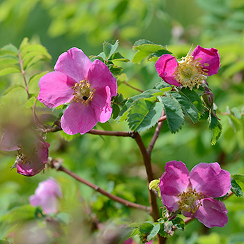 Alpenheckenrose