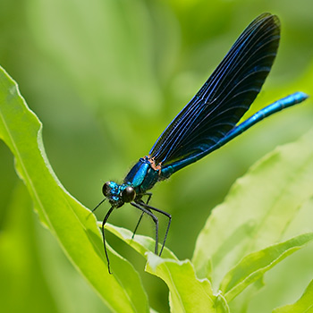 Blaue Prachtlibelle ♂