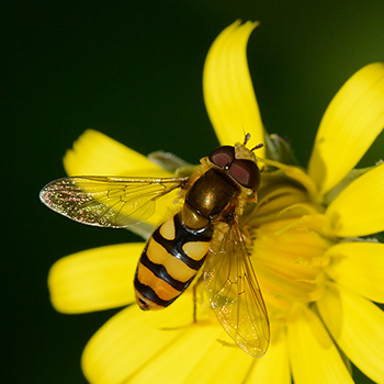 Gemeine Gartenschwebfliege