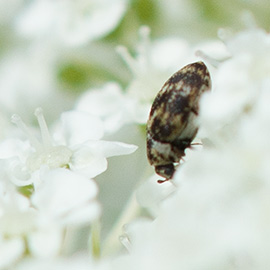 Eschenbastkäfer auf Doldenblüte