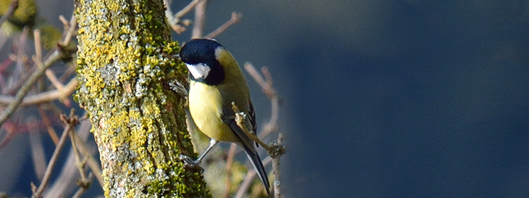 Kohlmeise auf Insektensuche