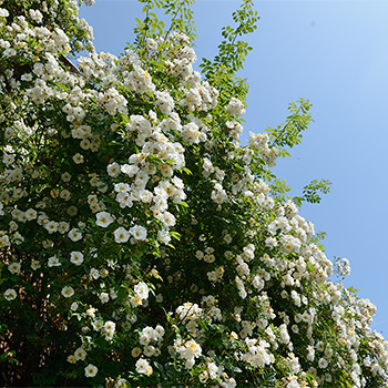 Kletterrose 'Lykkefund' an der Scheune