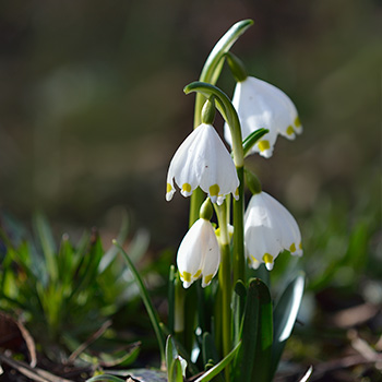 Märzenbecher oder Frühlings-Knotenblume Märzenbecher oder Frühlings-Knotenblume (Leucojum vernum)