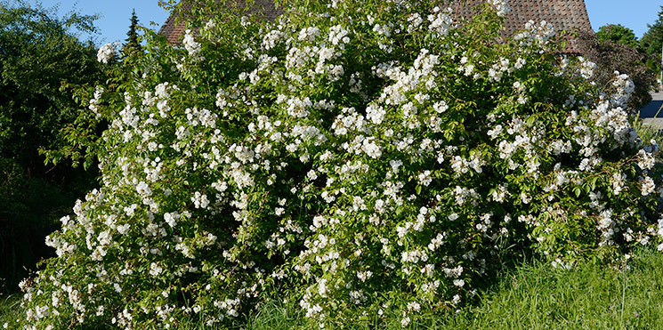 'Rosa multiflora ?', mehrere Meter lang und breit und hoch