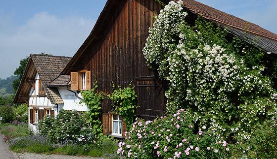 Lykkefund', 'Königin von Dänemark' und 'Belle Amour'