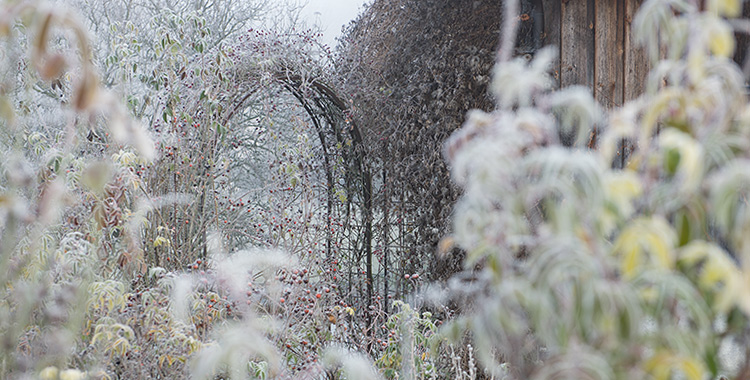 Verschiedene Alte Rosen mit Hagebutten