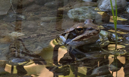 Grasfrosch im schimmernden Wasser