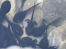 ausgewachsene Kaulquappen Schwarze Kaulquappen mit Beinchen