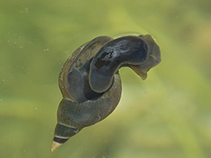 Spitzschlammschnecke Graubraune Wasserschnecke mit zugespitzem Schneckenhaus