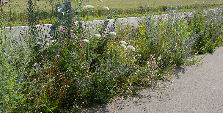 Wildpflanzen am Strassenrand